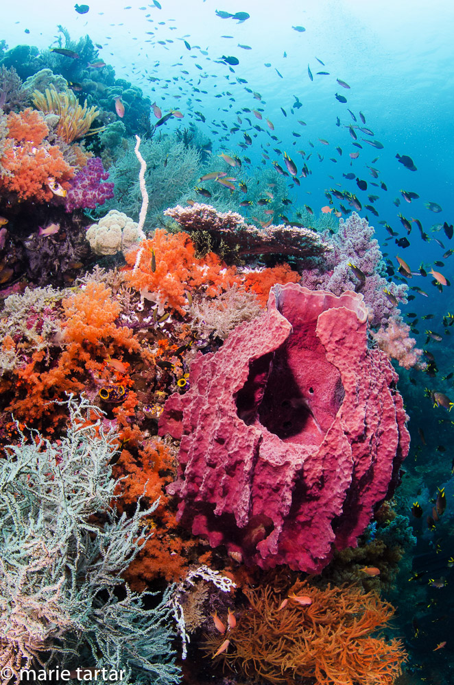 Coral reef scene with large barrel sponge in Indonesia's Bird's Head Seascape 