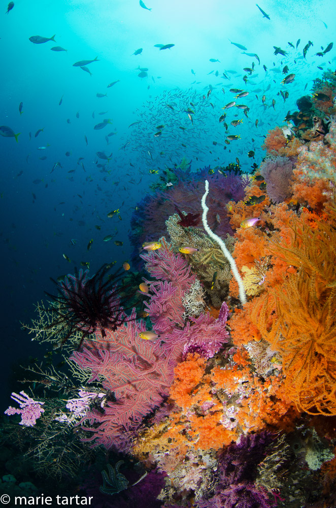 Indonesia's Bird's Head Seascape coral reefs are a riot of color