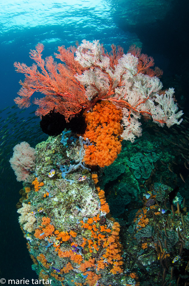 Colorful coral reef in Misool region of Indonesia's Bird's Head Seascape