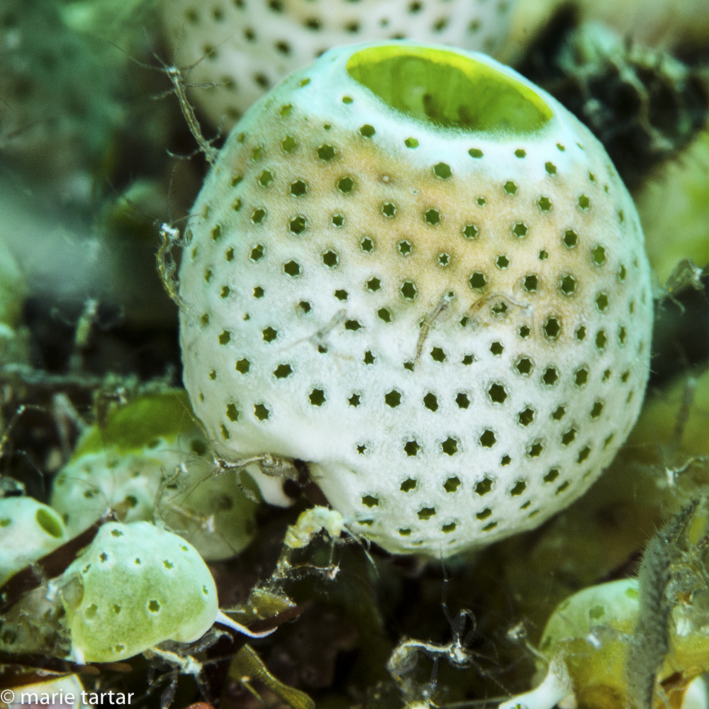 A world in miniature: the polka-dotted "olive"-shaped animal is an ascidian or sea squirt, (specifically: Didemnum molle), a filter feeder; the tiny, nearly translucent stick figures (and there are many in this shot) are skeleton shrimp (species Caprella)