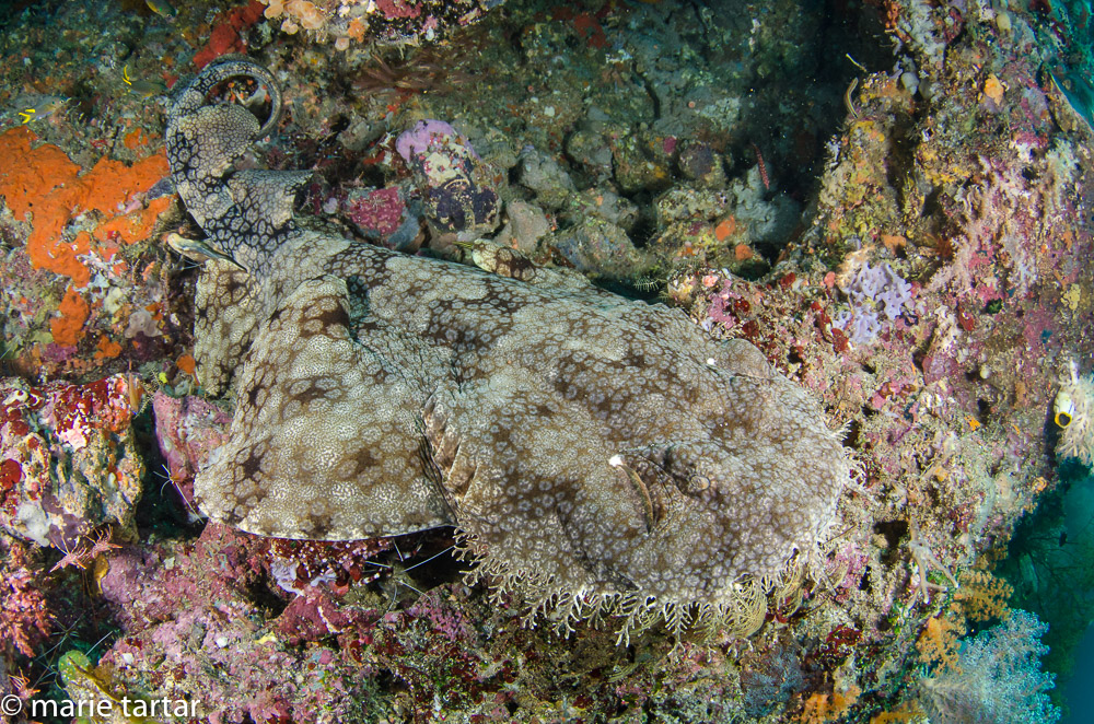 This wobbegong shark ( a type of carpet shark) was completely concealed by a cloud of fish. It was resting on a ledge on a wall.