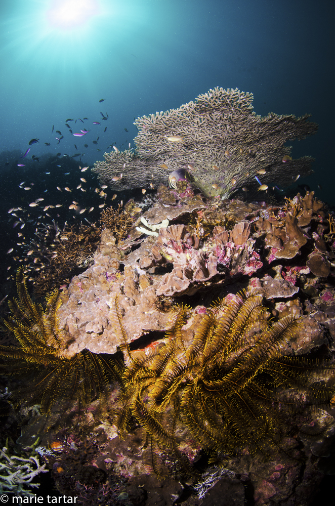 Banda Sea Indonesian coral reef scene
