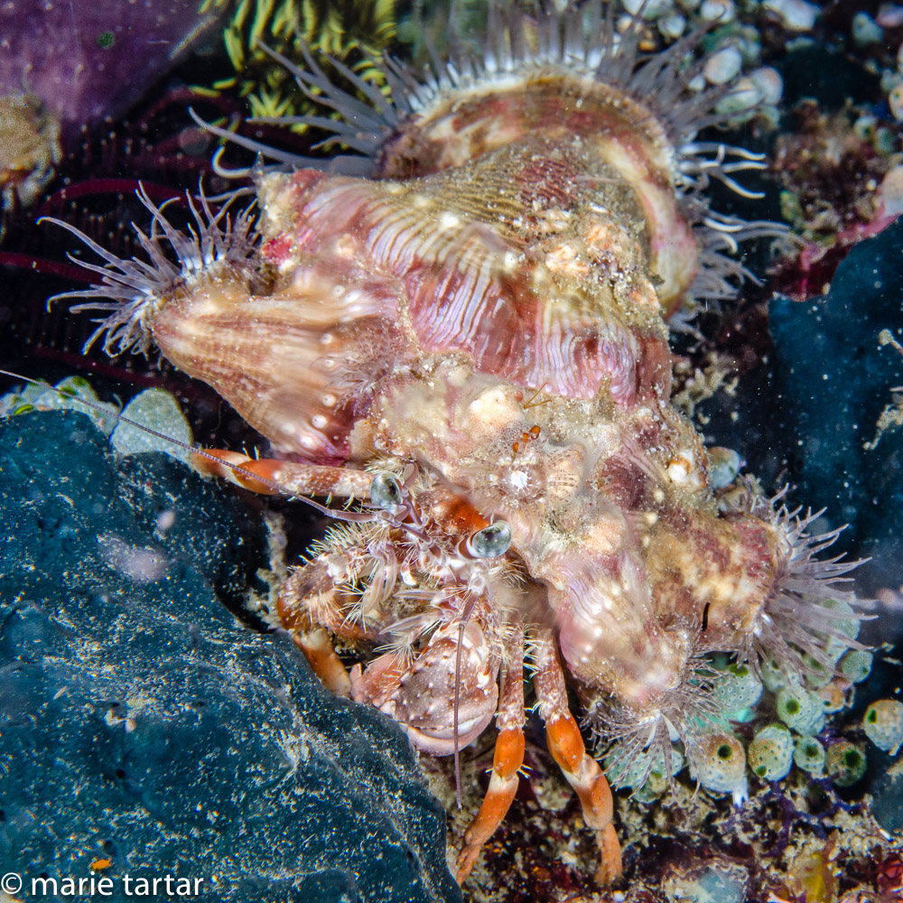 Adorable anemone hermit crab (Dardanus pedunculatus)