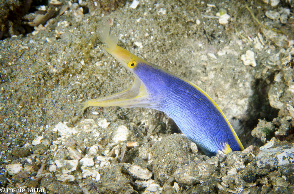 Blue-ribbon eel, Ambon, Indonesia