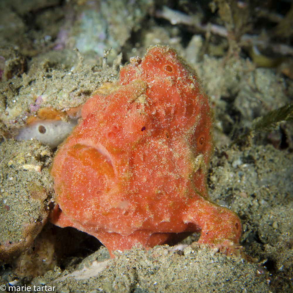 Frogfish come in colors and textures that perfectly mimic sponges, on which they may repose, perfectly motionless