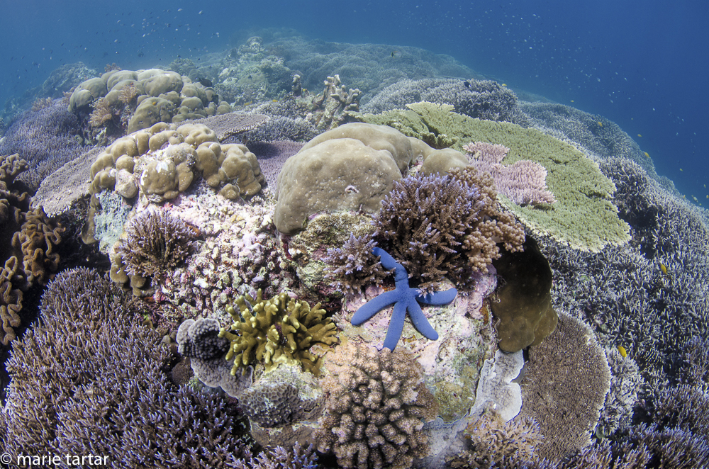 Starfish accented shallow hard coral garden in Indonesia's Banda Sea