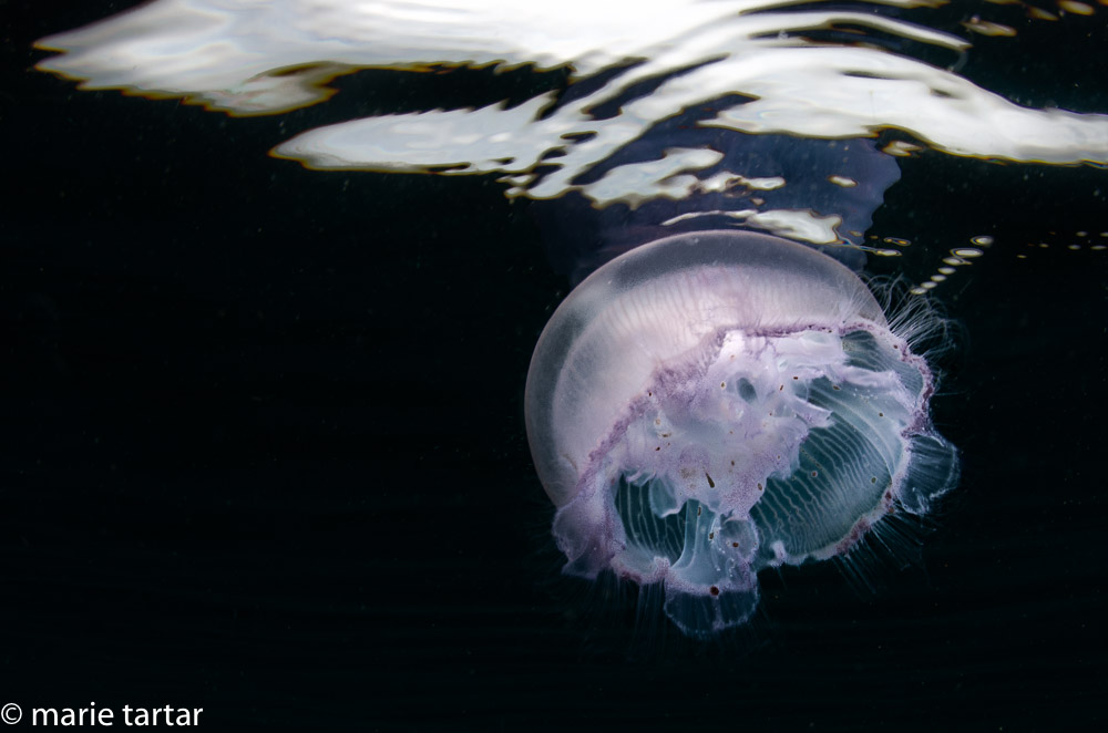 Moon jellyfish in shallows in Indonesia's Triton Bay