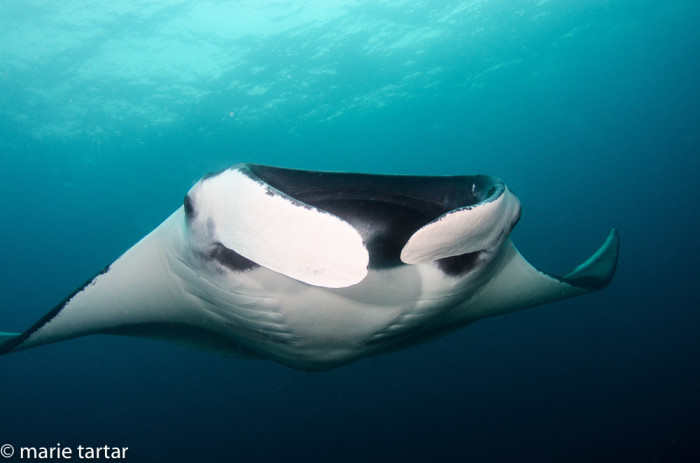 Oceanic manta ray in Indonesia