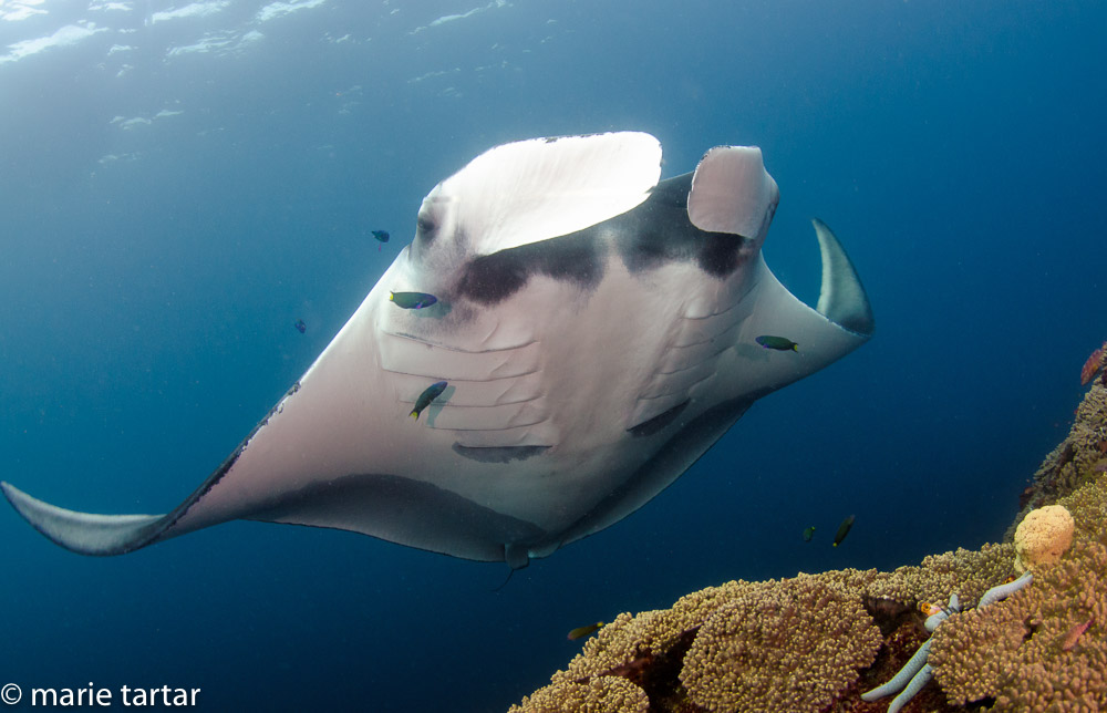 Oceanic manta ray in Misool region of Indonesia