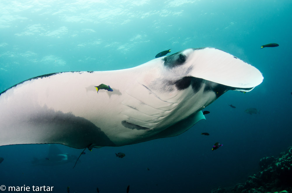 Oceanic manta ray in Raja Ampat region of Indonesia