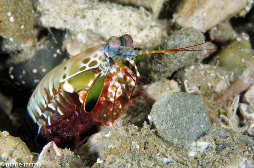 Rainbow mantis shrimp