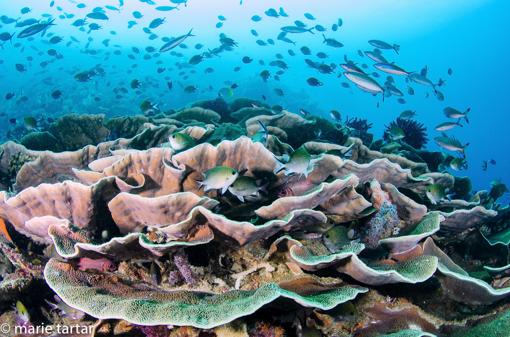 Indonesian coral reef scene