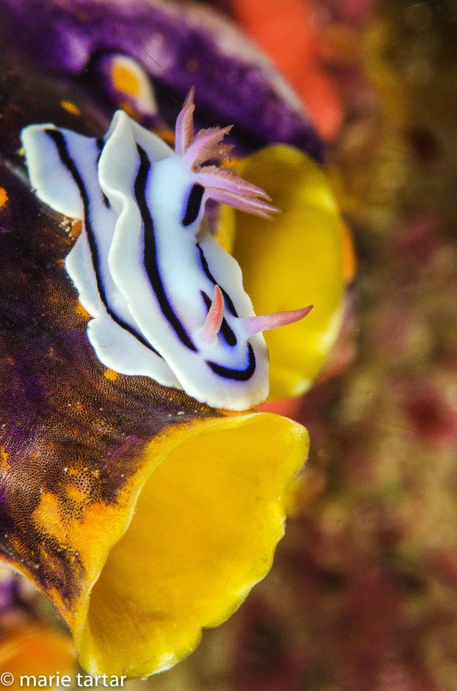 201511 MT Reef Scene Misool Nudi Sea Squirt