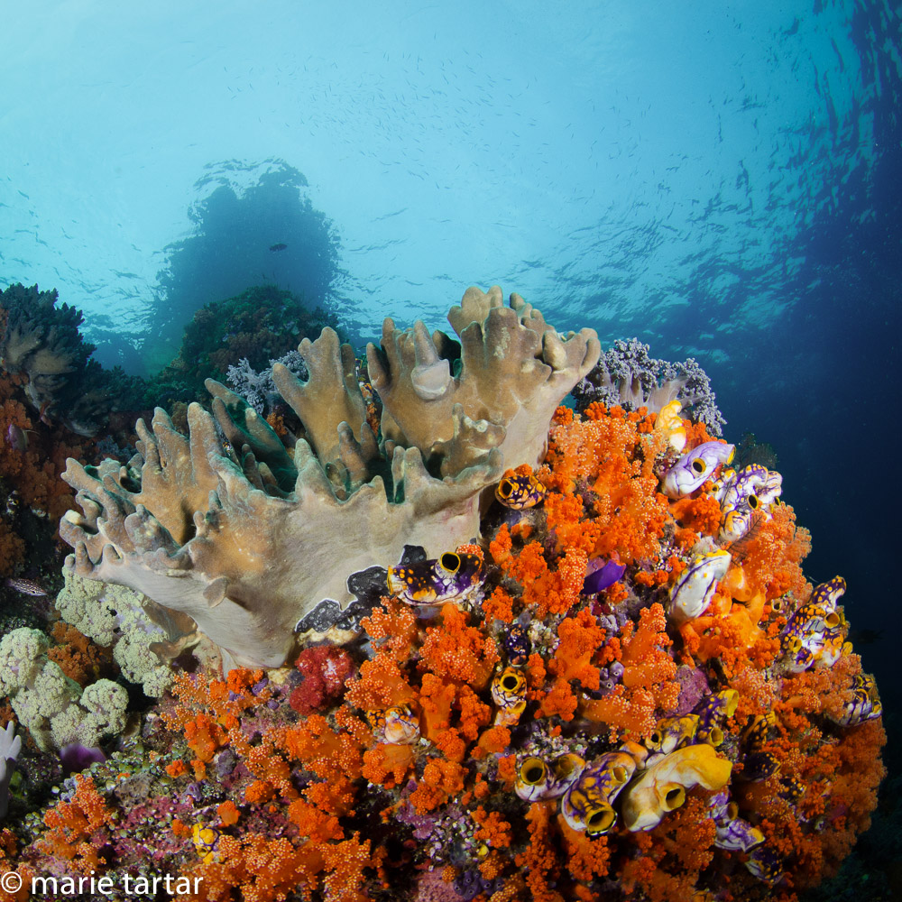 Indonesian coral reef scene