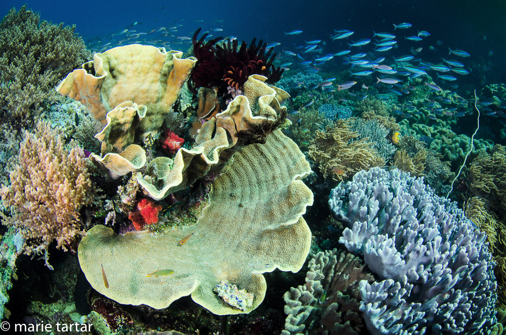 Beautiful coral reef scene in Raja Ampat area of Indonesia