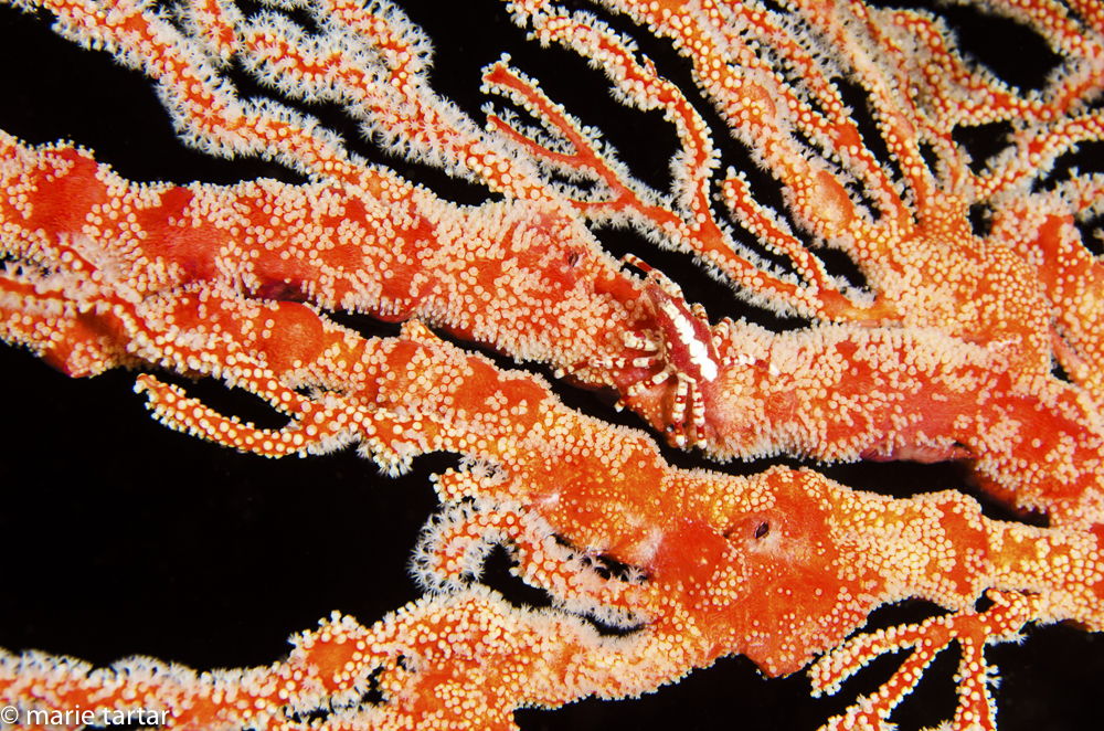 A beautiful spider crab (Xenocarcinus conicus) on a matching gorgonian