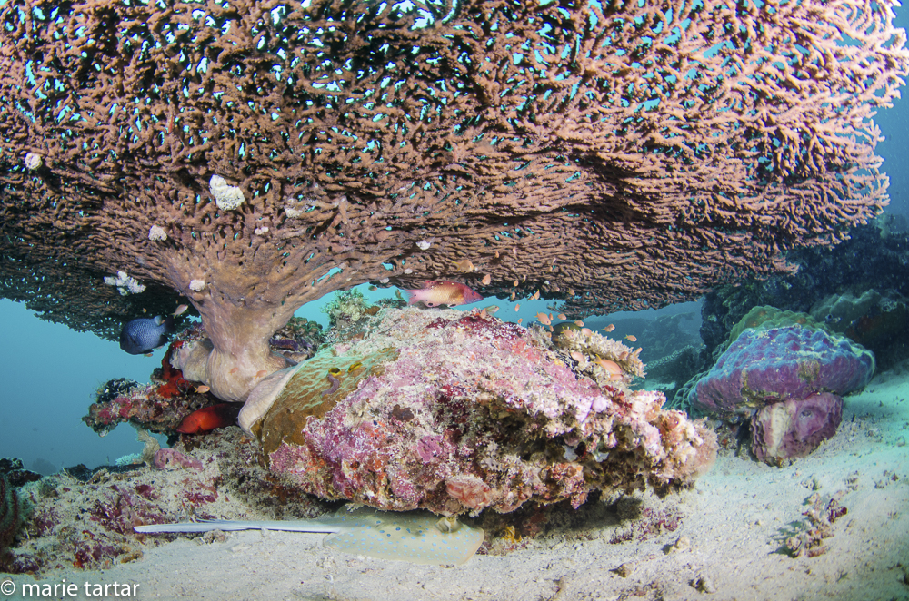 A whole world under one table coral, under which a spotted eagle ray takes refuge