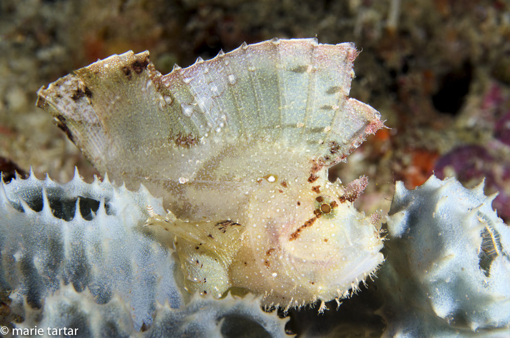 Leaf scorpionfish is as thin as a leaf, which it mimics by rocking back and forth