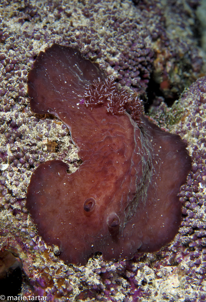 Indonesian nudibranch, Triton Bay, night