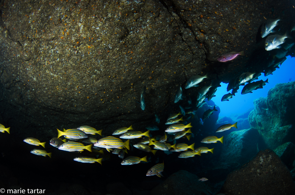 schools of fish hide out in a "little cave" at Isla San benedicto, Socorro