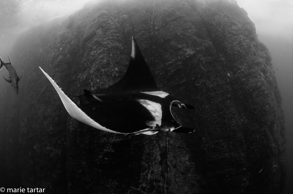 Roca Partida and oceanic manta ray, Revillagigedos, Mexico