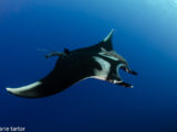Manta ray in Socorros Islands, Mexico