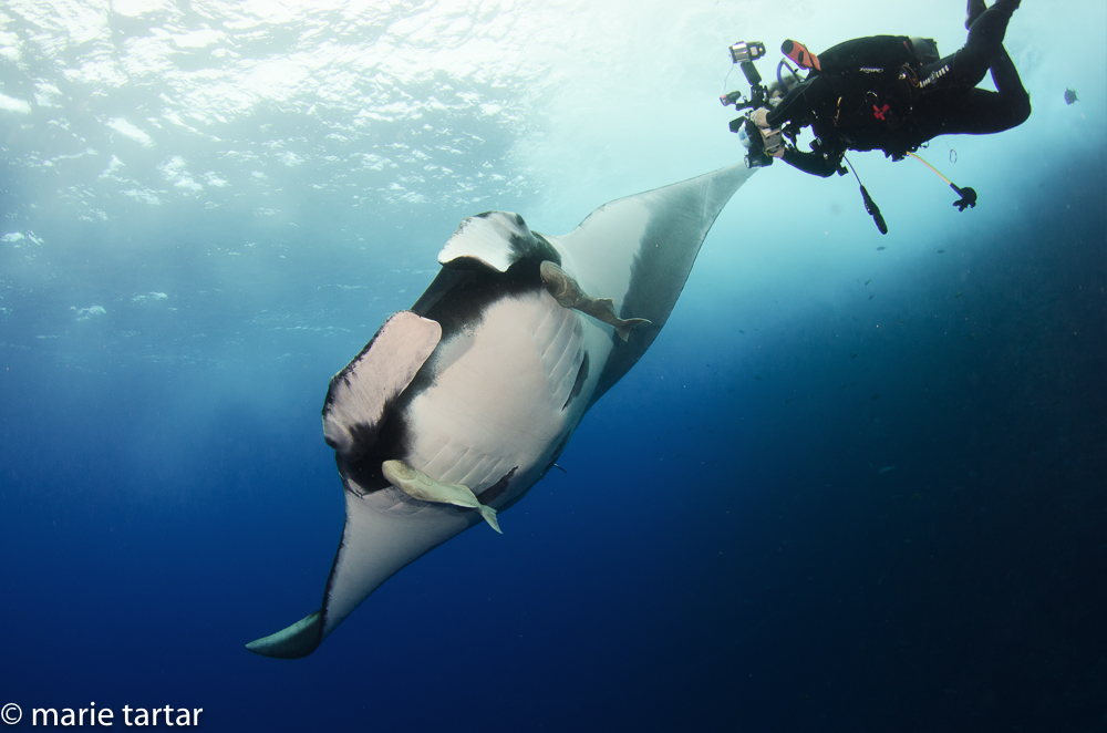Incoming! Louie and giant oceanic manta ray in Socorro