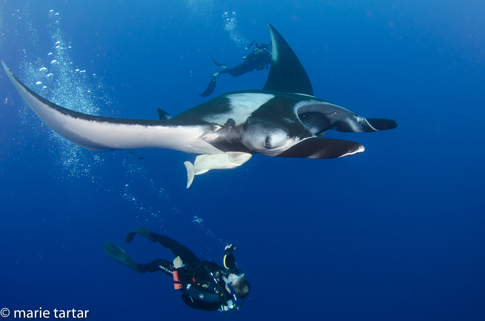 An unusual trait of Socorro's population of oceanic manta rays is that they actually seem to enjoy SCUBA bubbles. Divemaster Dave frequently swam underneath a manta, exhausting his second stage regulator. Here, Louie is trying this technique, having handed off his camera to Dave, in the background