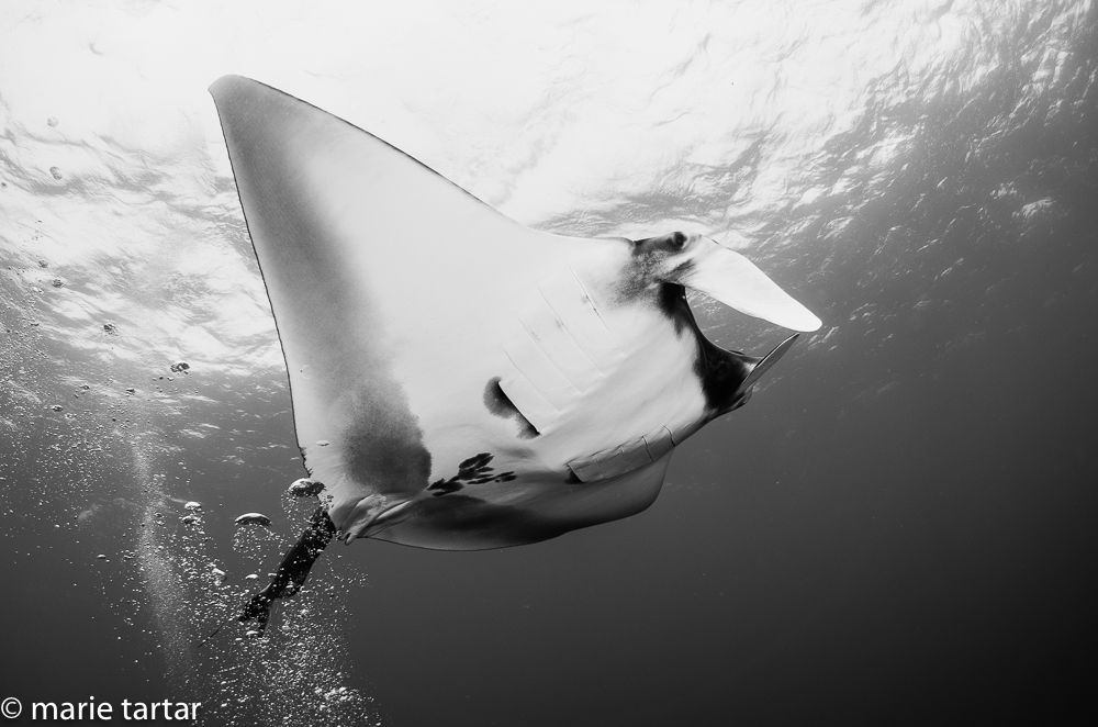 Manta ray in Revillagigedos Archipelago