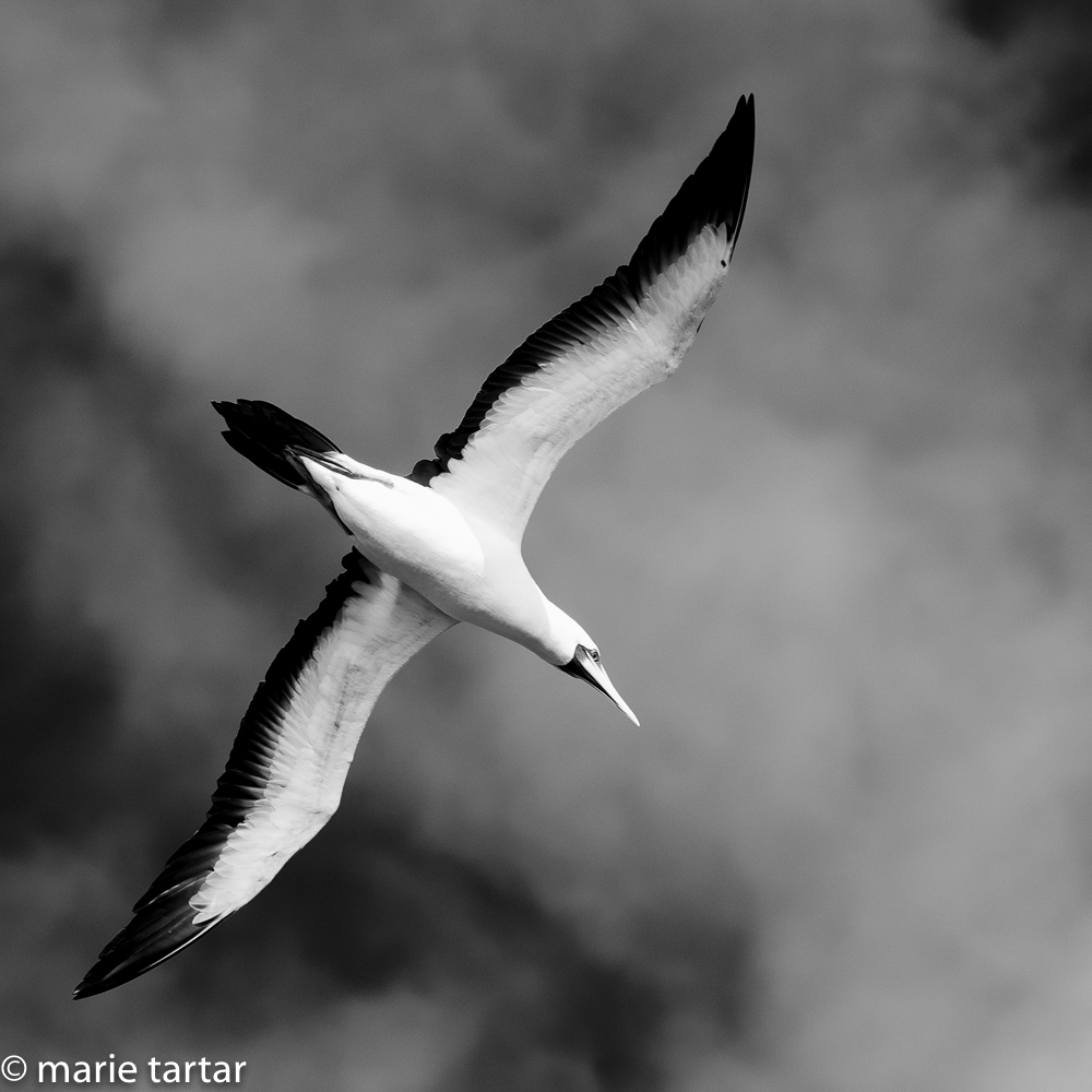 For a few minutes, I felt well enough on the return to shoot seabirds following the boat back to Cabo