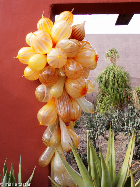 Crazy fruit or balloons blossom in the Desert Botanical Garden show of Dale Chihuly's in 2009