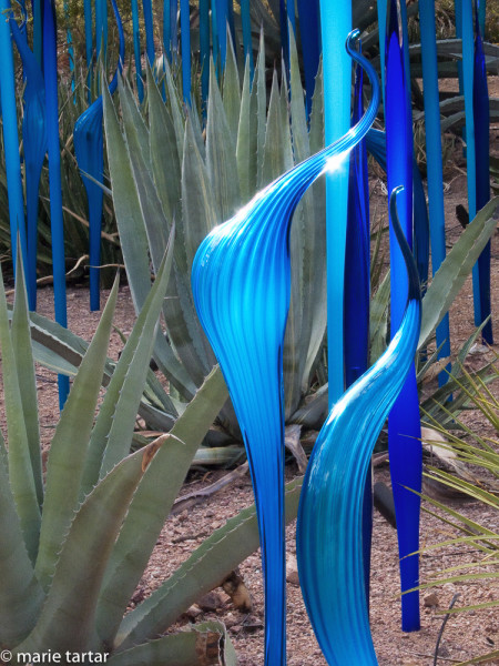 Chihuly installation at the Desert Botanical Garden in Phoenix in 2009