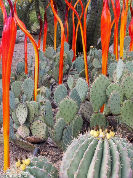 Fantastical form sprout in the Desert Botanical Garden in 2009 with Chihuly's intervention