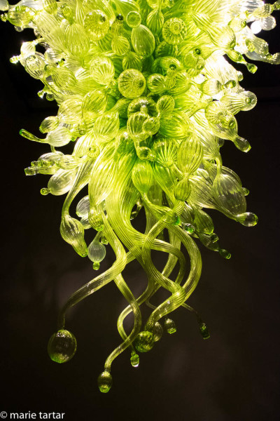 HUndreds of individually blown and shaped glass pieces are combined on a metal armature to form these signature CHihuly chandeliers at the Gardens and Glass Museum