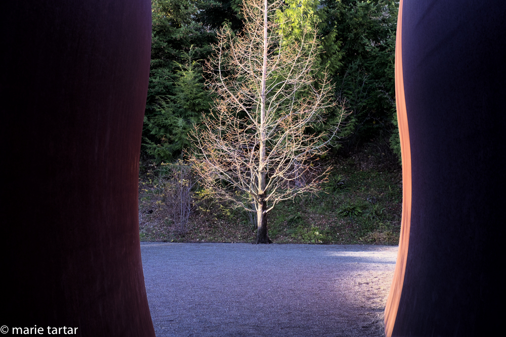 Richard Serra Wake piece in Olympic Sculpture Park, frames a late afternoon lit tree