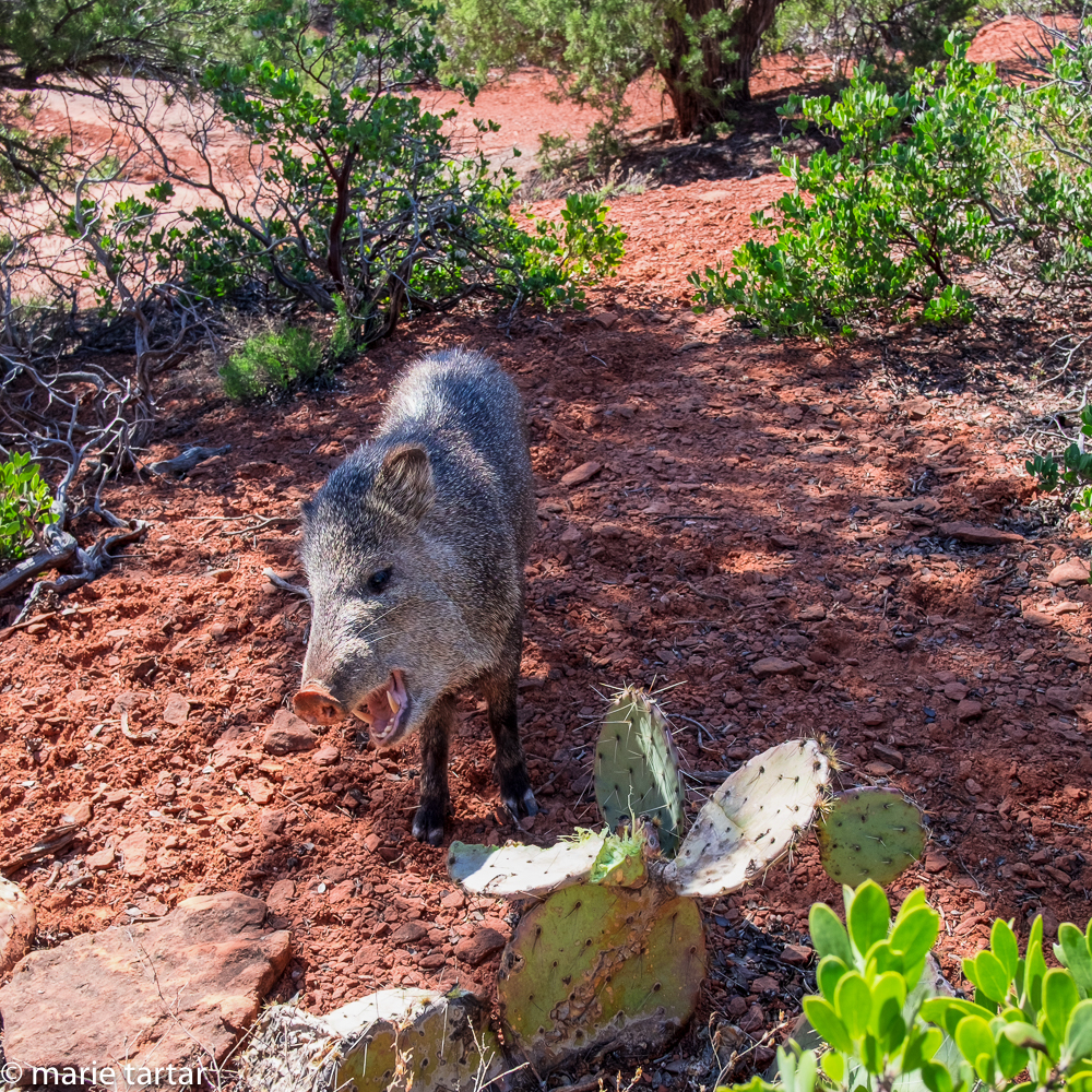 Javelina, on the Jordan trail in Sedona. Are they dangerous? Their teeth are impressive!