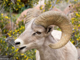 Big horn sheep nibbles wildflowers in Anza Borrego Desert State Park
