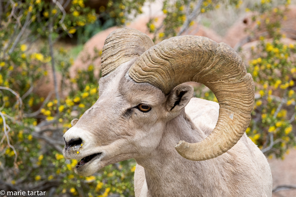 Big horn sheep nibbles wildflowers in Anza Borrego Desert State Park