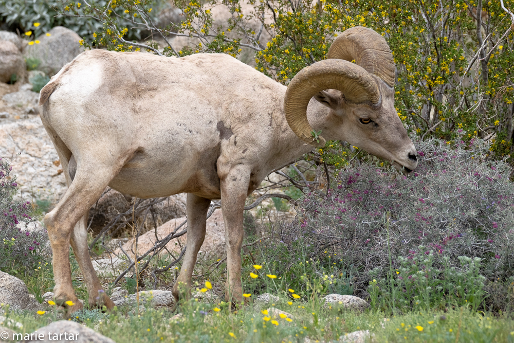 The big horn sheep seemed to enjoy a variety of different flowering plants on Palm Canyon Trail in Anza Borrego