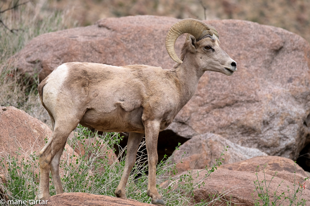 The big horn sheep's coloration allows it to blend in well in Borrego Palm Canyon