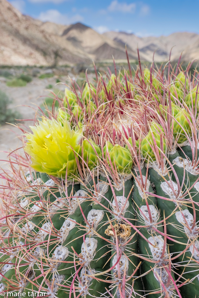 Beautiful big flowering barrel cactus in Anza Borrego Desert State Park