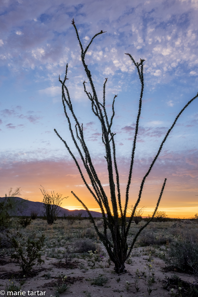 A sunset to draw one out in underware! Anza Borrego sunrise with ocotillos