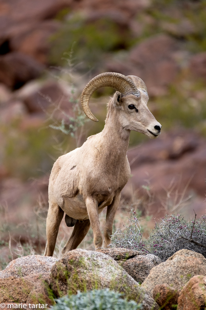 Borrego Springs' namesake, the big horn sheep (borrego is the Spanish)