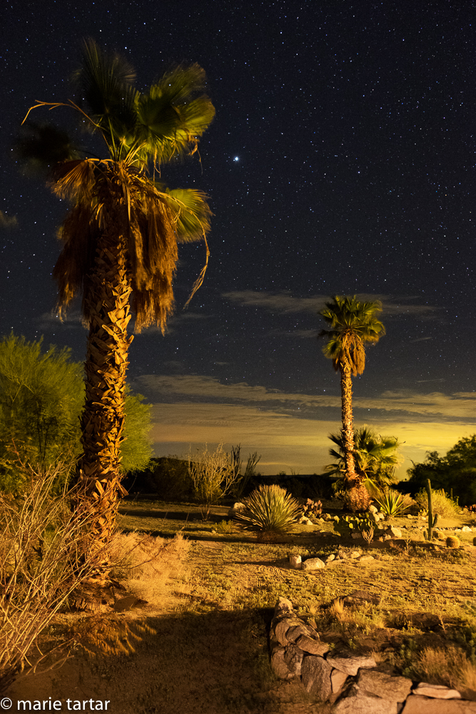 palms and a star-filled sky in Anza-Borrego desert state park