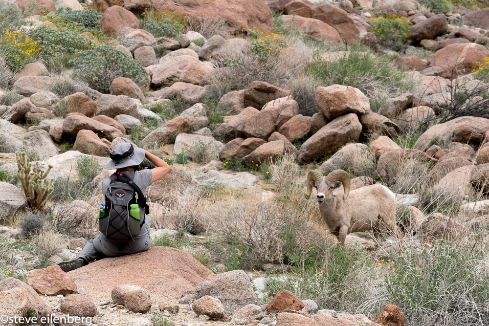 A close, curious encounter with a big horn sheep in Palm Canyon