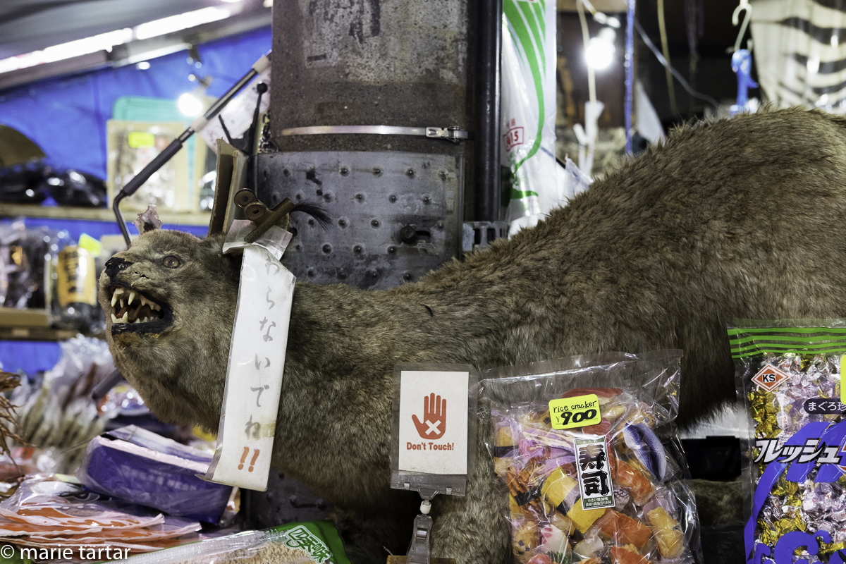 One of the stranger sale's displays encountered at Tsukiji fish market, Tokyo, featuring a tanuki, the folkloris Japanese racoon dog