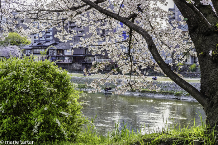 Couples relax along the Kamo-gawa River, a major North-South artery of Kyoto, enjoying the spring blossom show