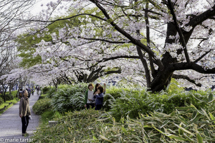 Along the Kamo-gawa River in Kyoto, a riot of blossoms prompted many selfies.