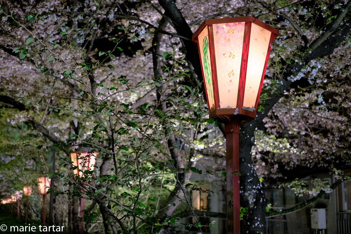Lanterns and blooming sakura along Kiyamachi-dori in Kyoto