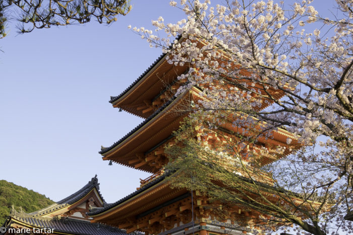 Pagoda at Kiyomizu-dera Temple in Kyoto, set off by blossoming cherry trees